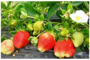 防草布（园艺地布）铺设实景---草莓种植