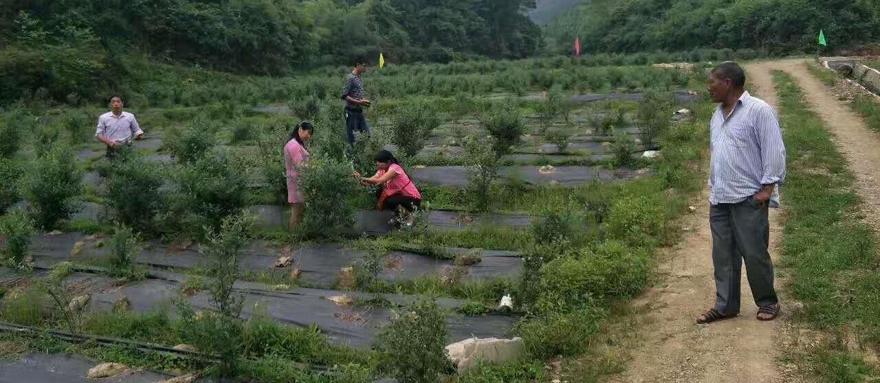 防草布防草效果好