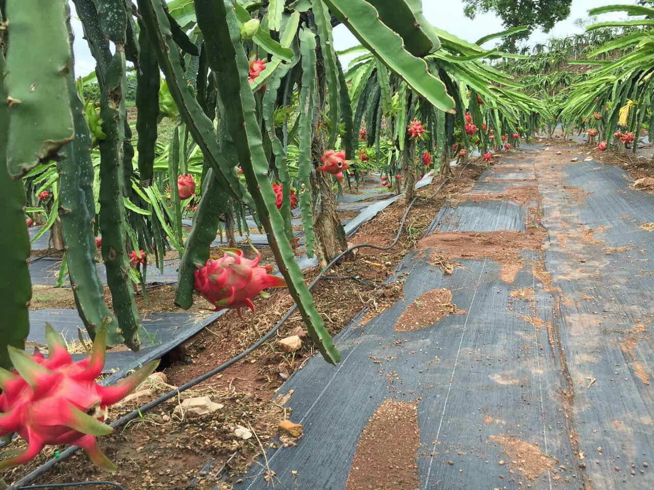 防草布（园艺地布）铺设实景-火龙果种植园