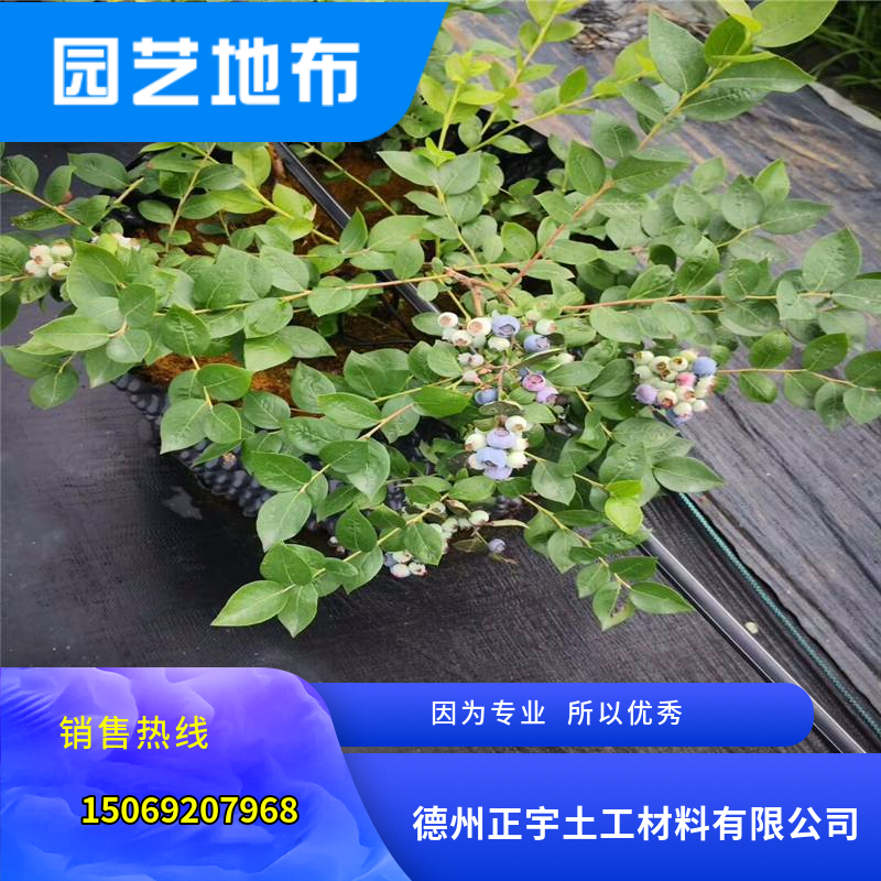 蓝莓种植专用防草地布（防草布）