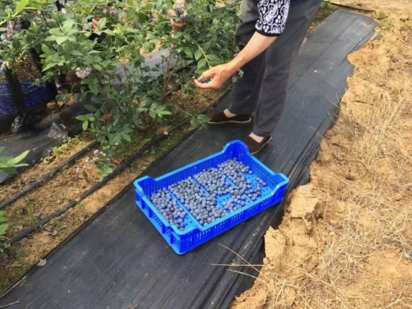 防草布（园艺地布）蓝莓果园铺设实景
