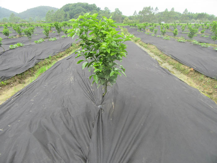 防草布（园艺地布）铺设实景