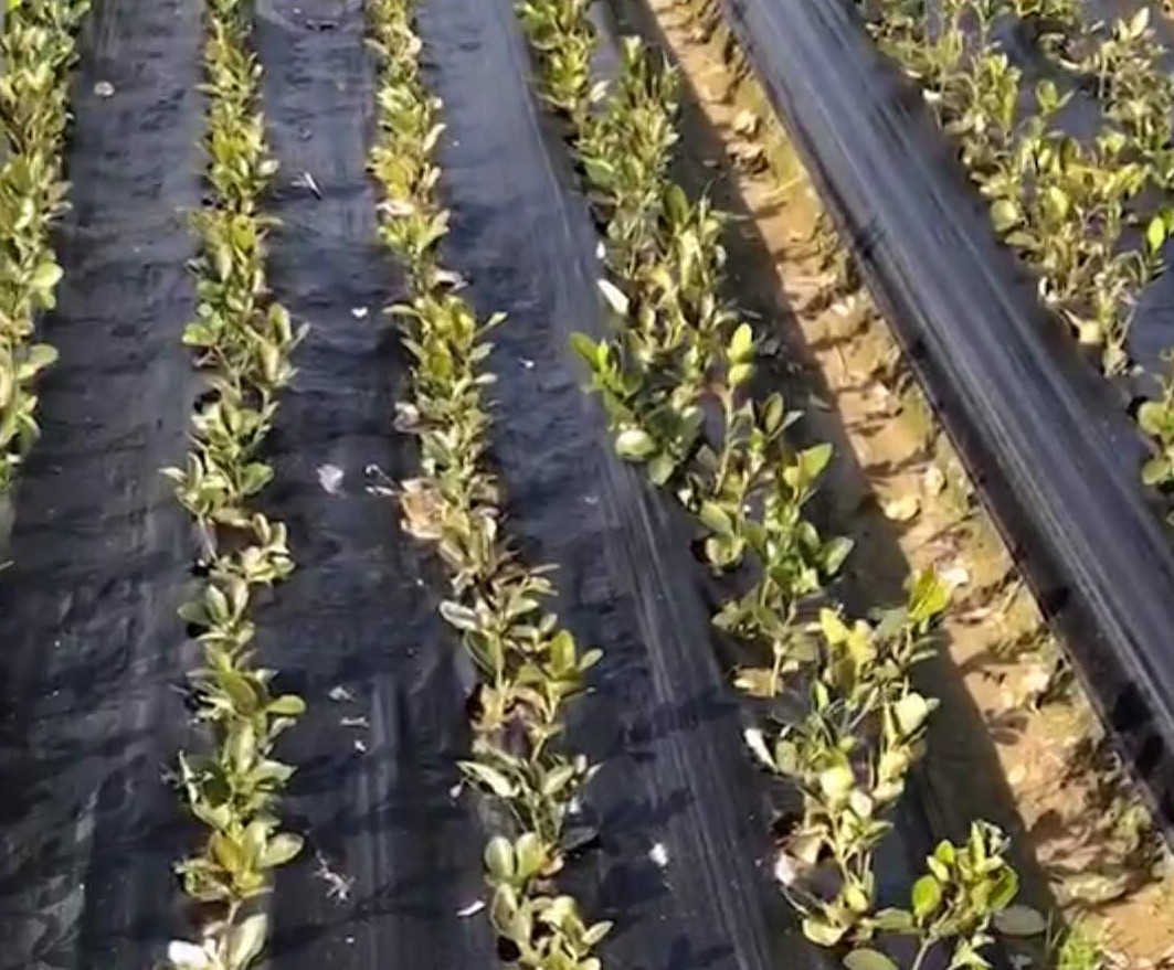 黄杨小毛球采用打孔防草布（地布）种植实景