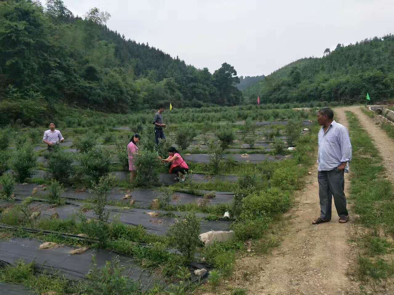 产品展示之防草布铺设实景图