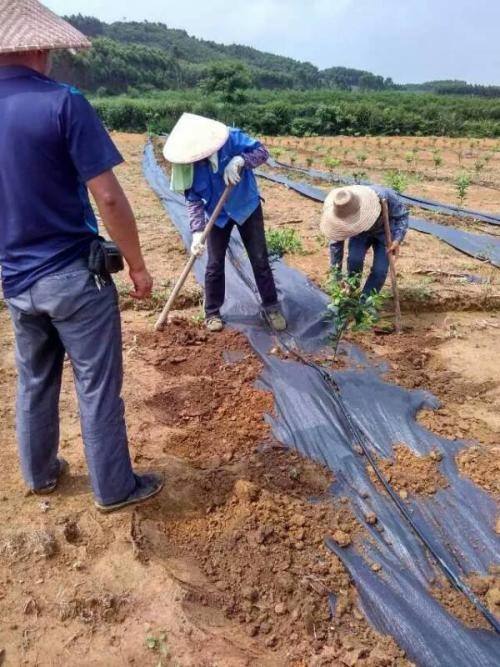 防草布铺设就地取材使用土壤临时固定