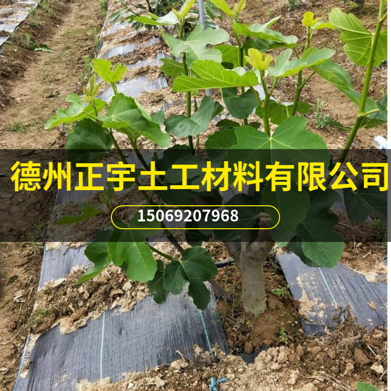 无花果防草布